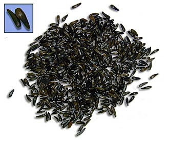 JINTAN_HITAM_2.jpg