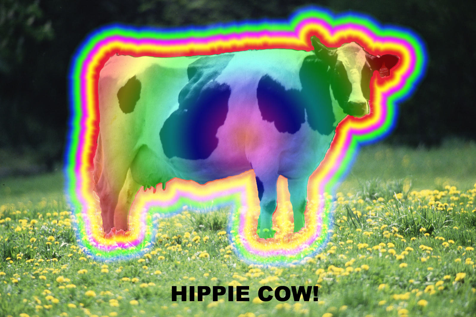 hippie_cow_by_redrum201-d2z29q2.jpg