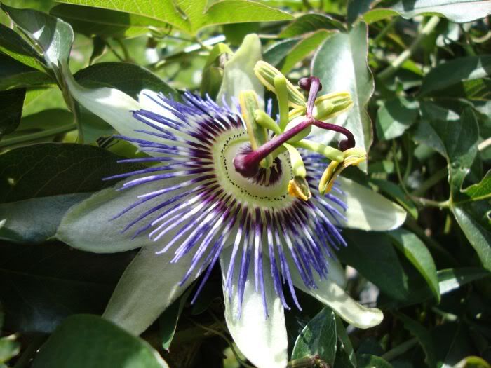 passionflower.jpg