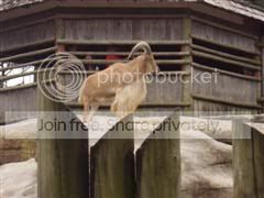 sydney019WinCE.jpg