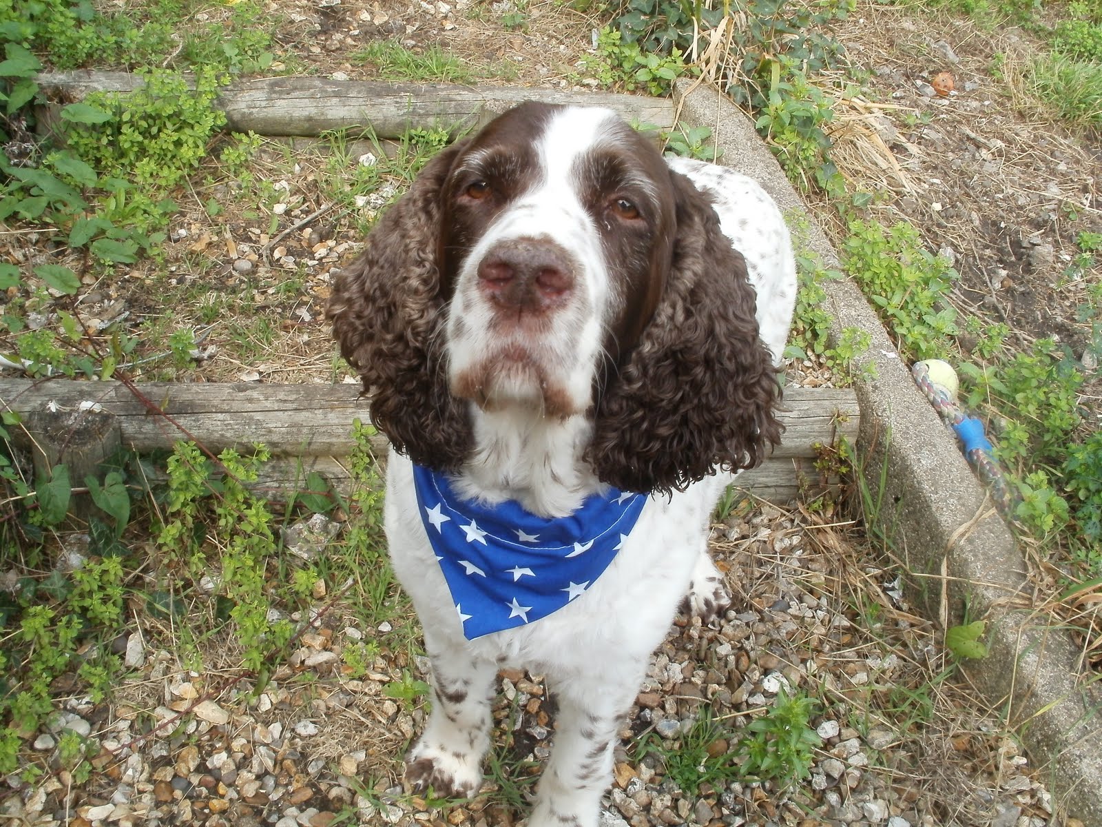 henry+bandana+3.JPG