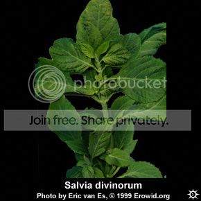 salvua.bmp