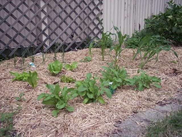 Spring10009.jpg