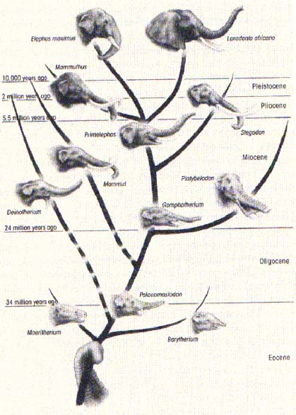 evolutionary_tree_elephant.jpg