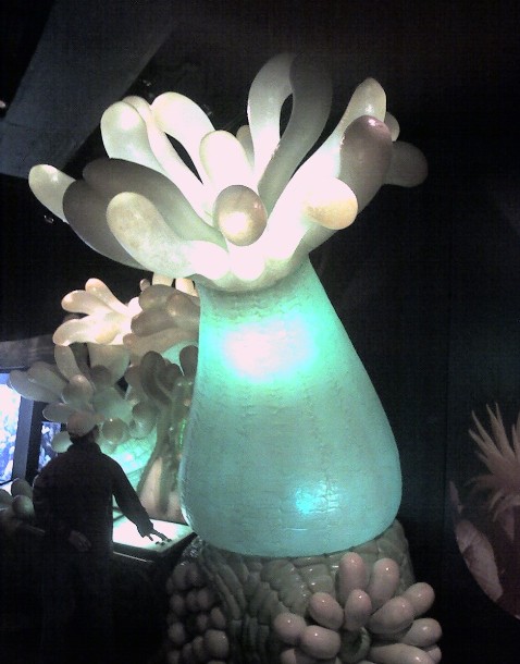 shedd-38-giant-models-coral-polyp-med.jpg