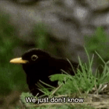 tenor.gif