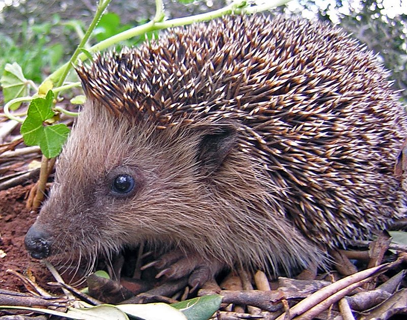 800px-Igel.JPG