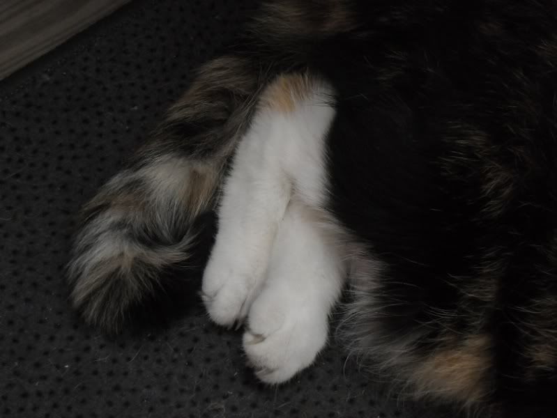 twolegs.jpg