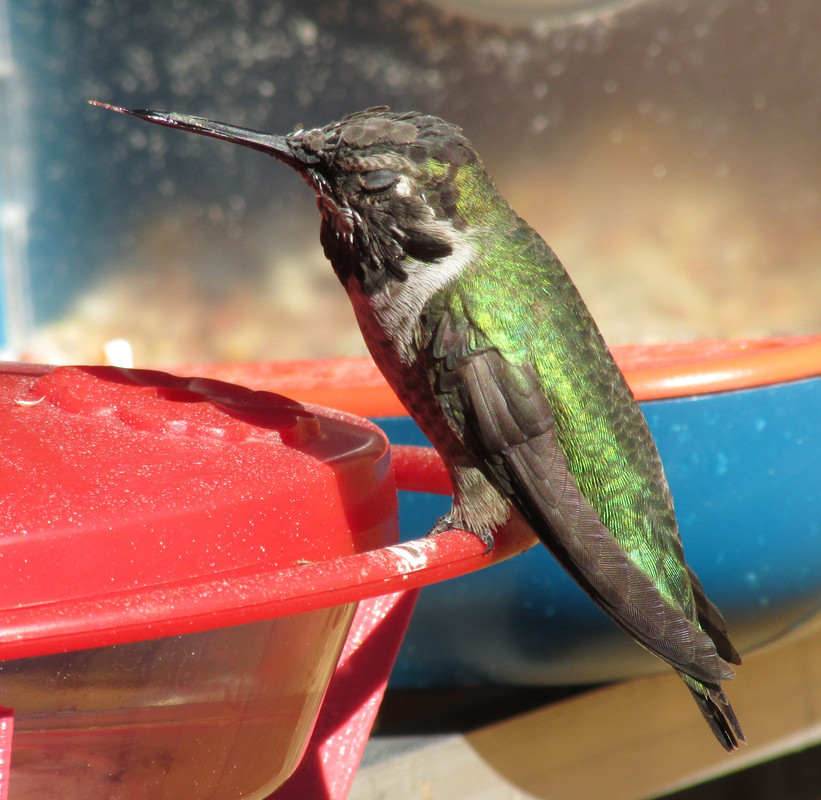 hummer4.jpg