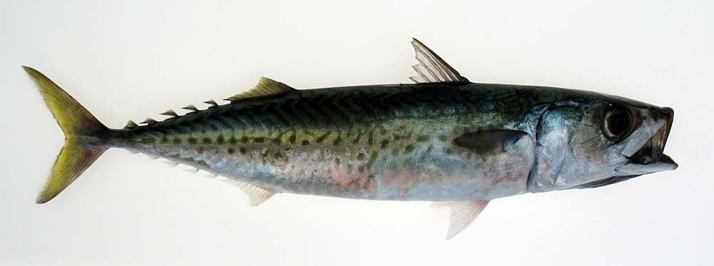 ChubMackerel-RL.jpg