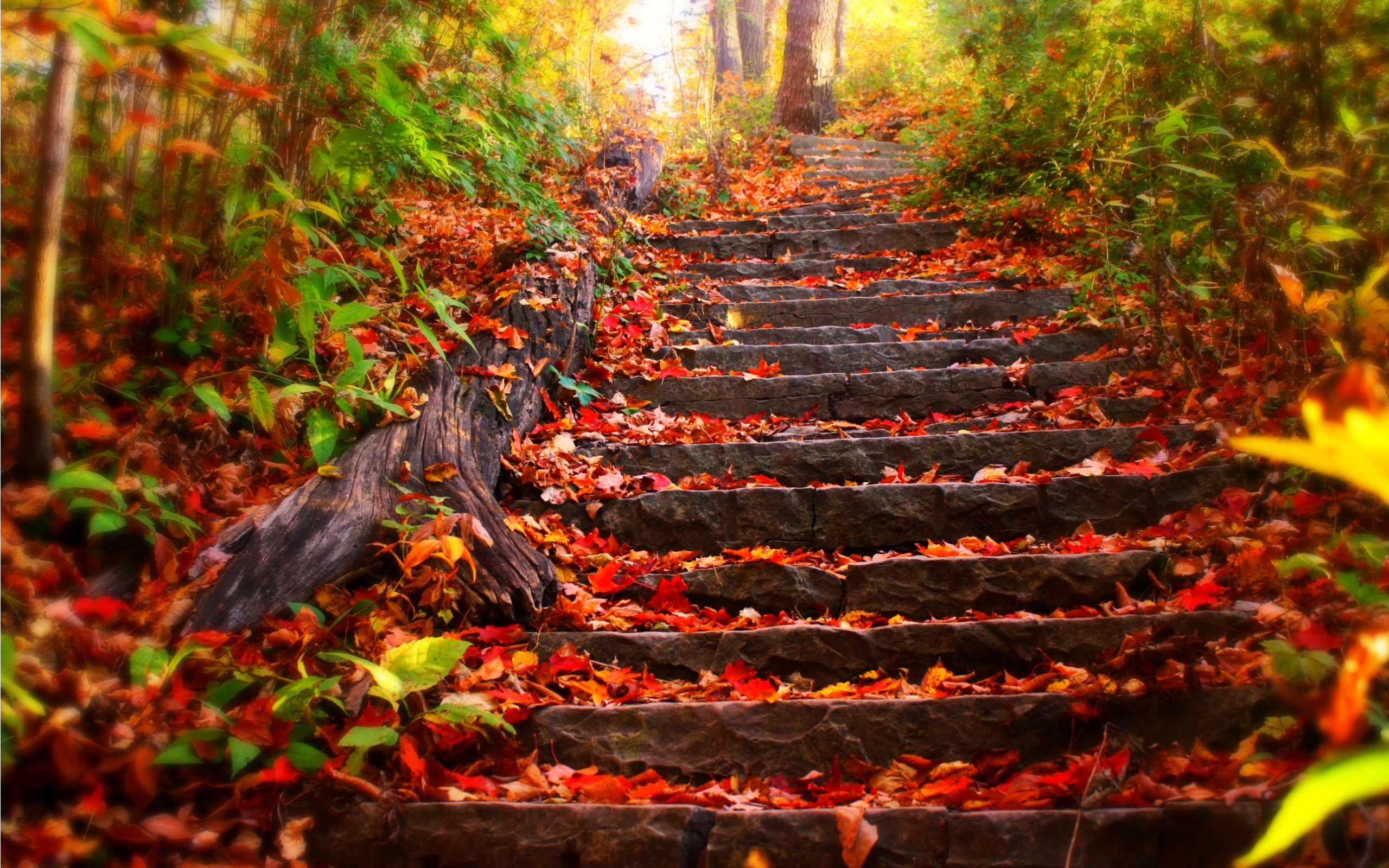autumn-free-wallpaper-autumn-leaves_2560x1600_93069.jpg