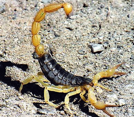 scorpion.gif