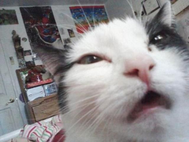 im-so-high-right-meow_zps1ae7c1b8.jpg
