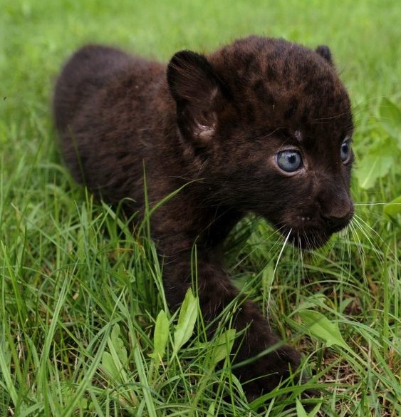 panther+cub.jpg