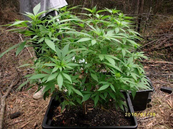 whiteskunk-1.jpg