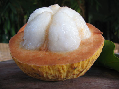 santol_fruit_l.jpg