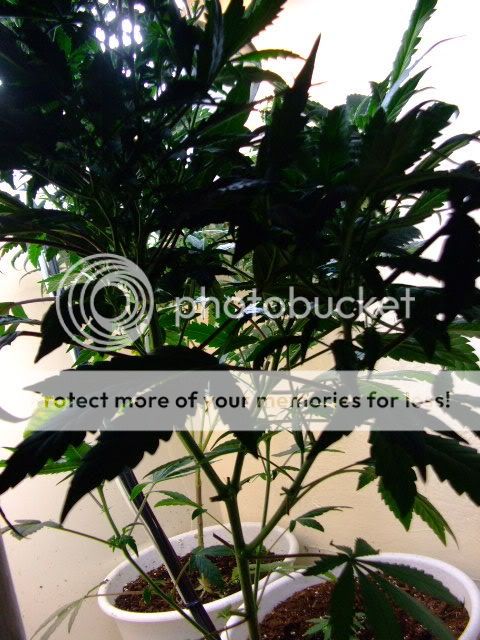 weed078.jpg