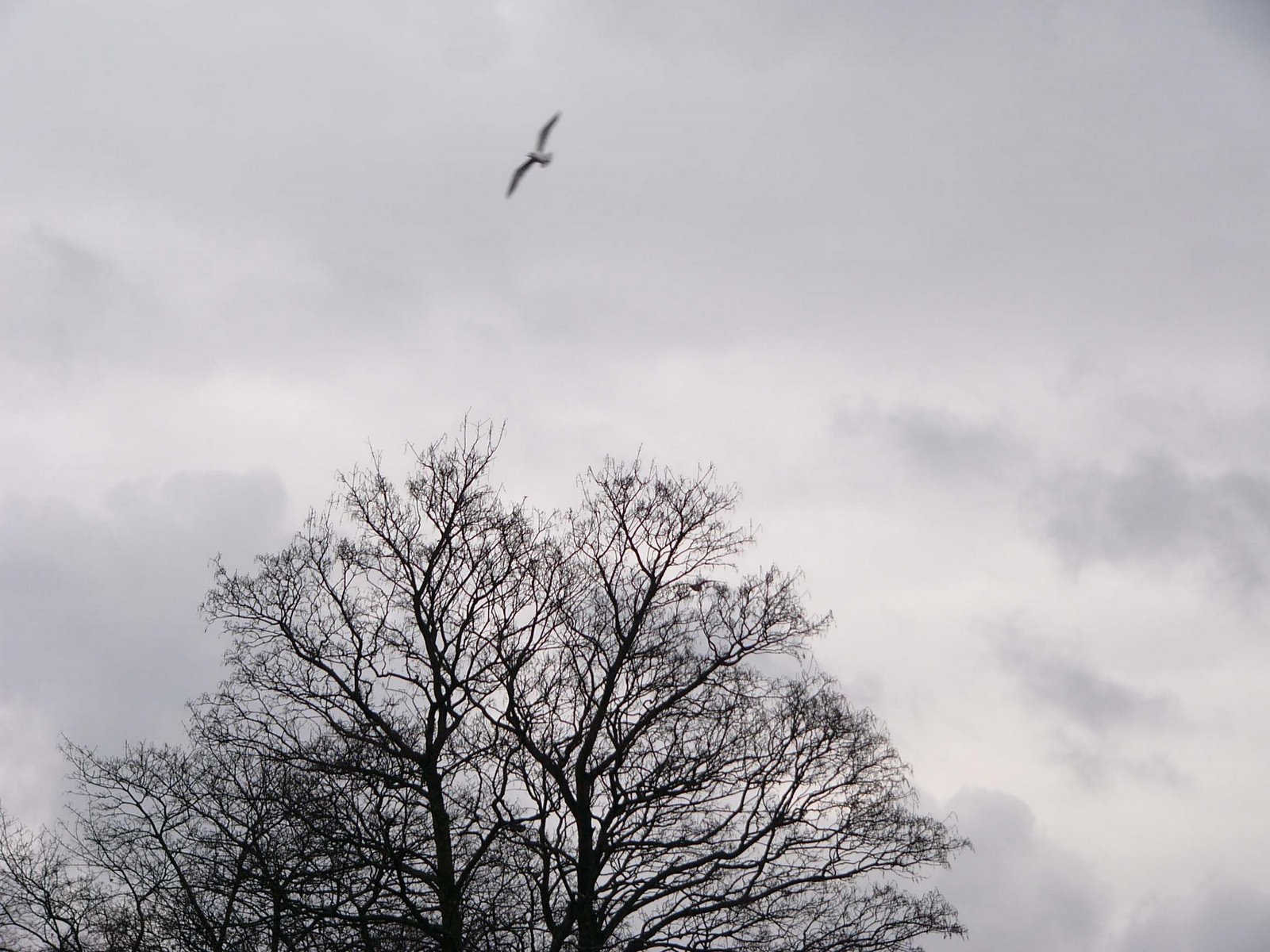 Grey+sky1.jpg