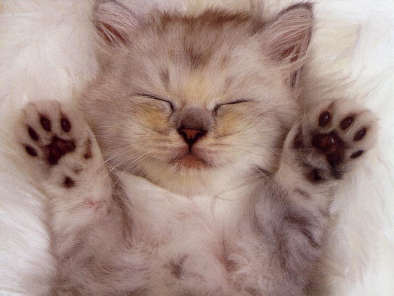 kitten3.jpg