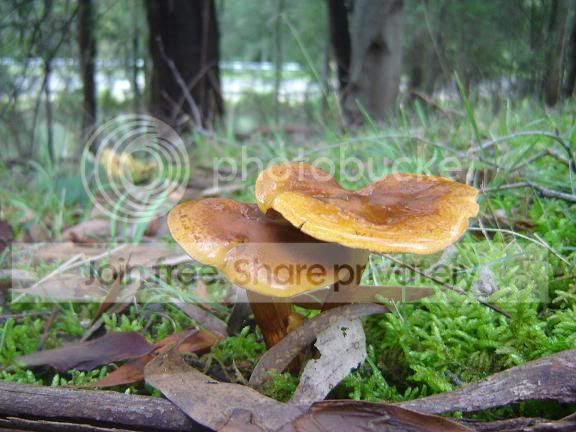 fungi14.jpg