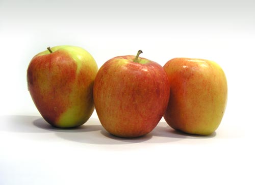 p17250enz.jpg
