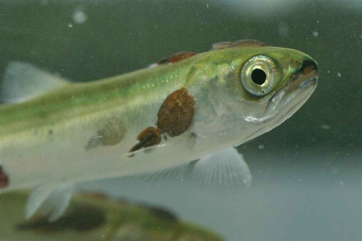 single-salmon-fry-w-lice.jpg