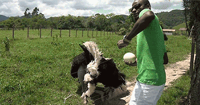 83706395.gif