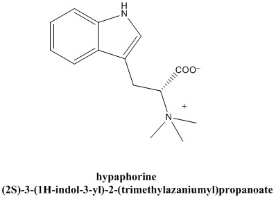 Hypaphorine.jpg