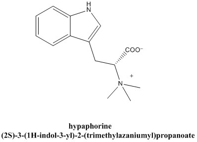 Hypaphorine.jpg