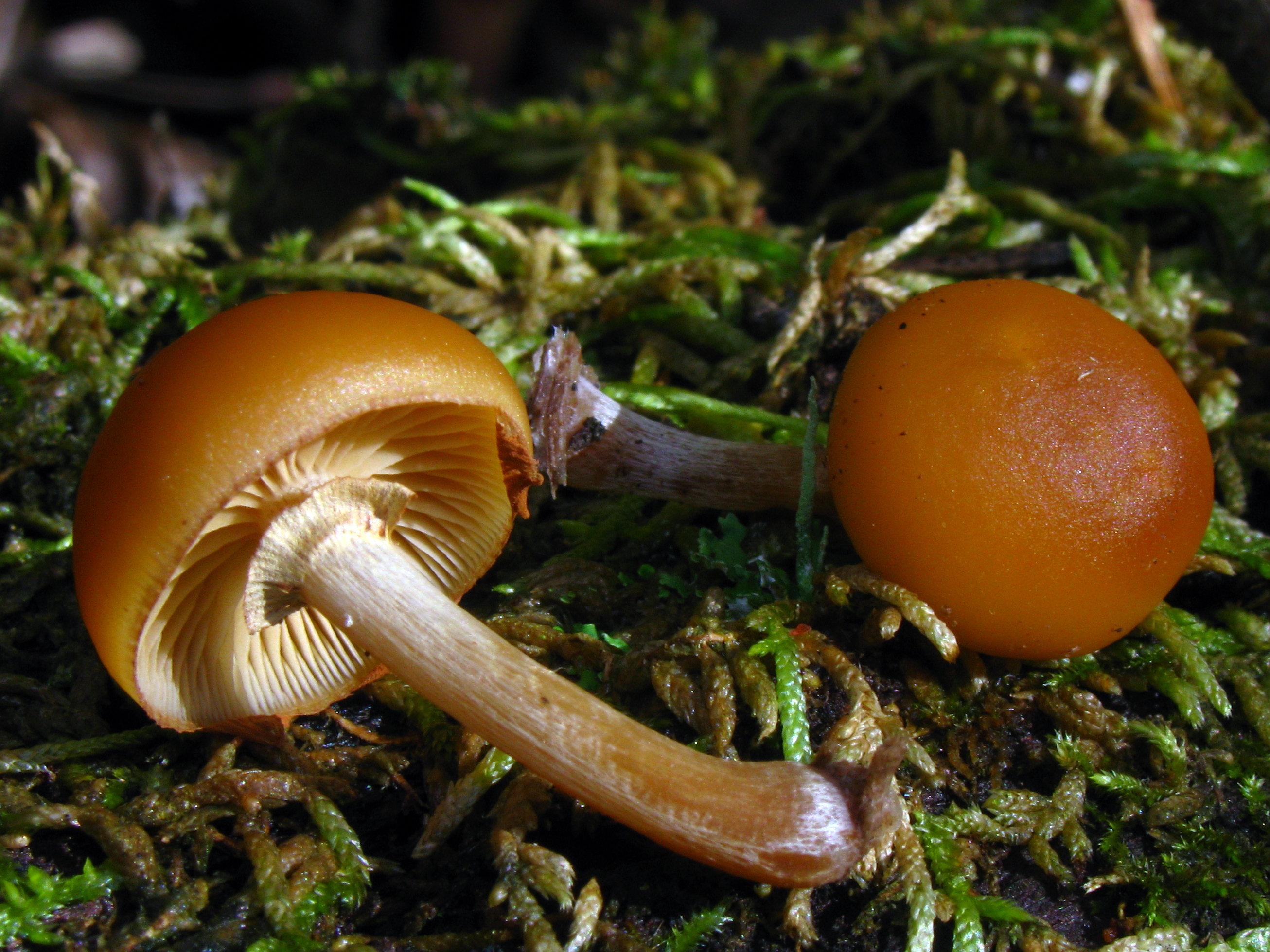 Galerina_marginata_61108.jpg