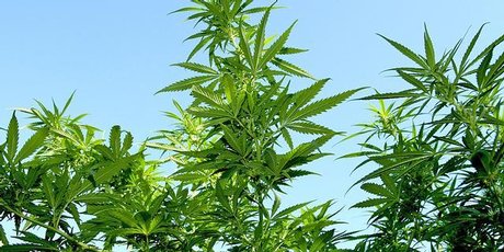Cannabis-NAD-ipad_460x230.jpg