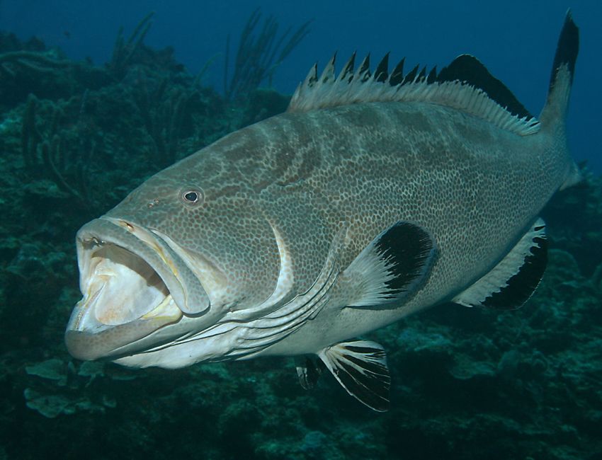 BlackGrouperYawning09.jpg