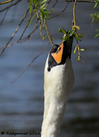 KEN-07Apr11-Mute-Swan-05.jpg