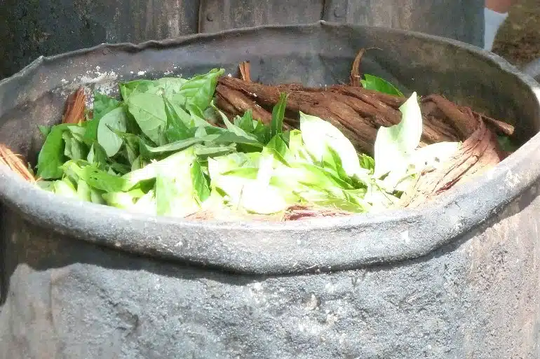 ayahuasca-safety-neurosciences-.jpg.webp