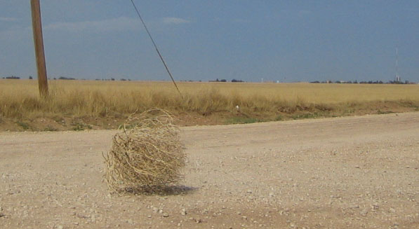 tumbleweed.jpg