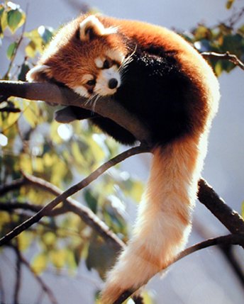 red%252Bpanda.jpg