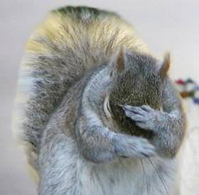 squirrel-facepalm-jpg.163169