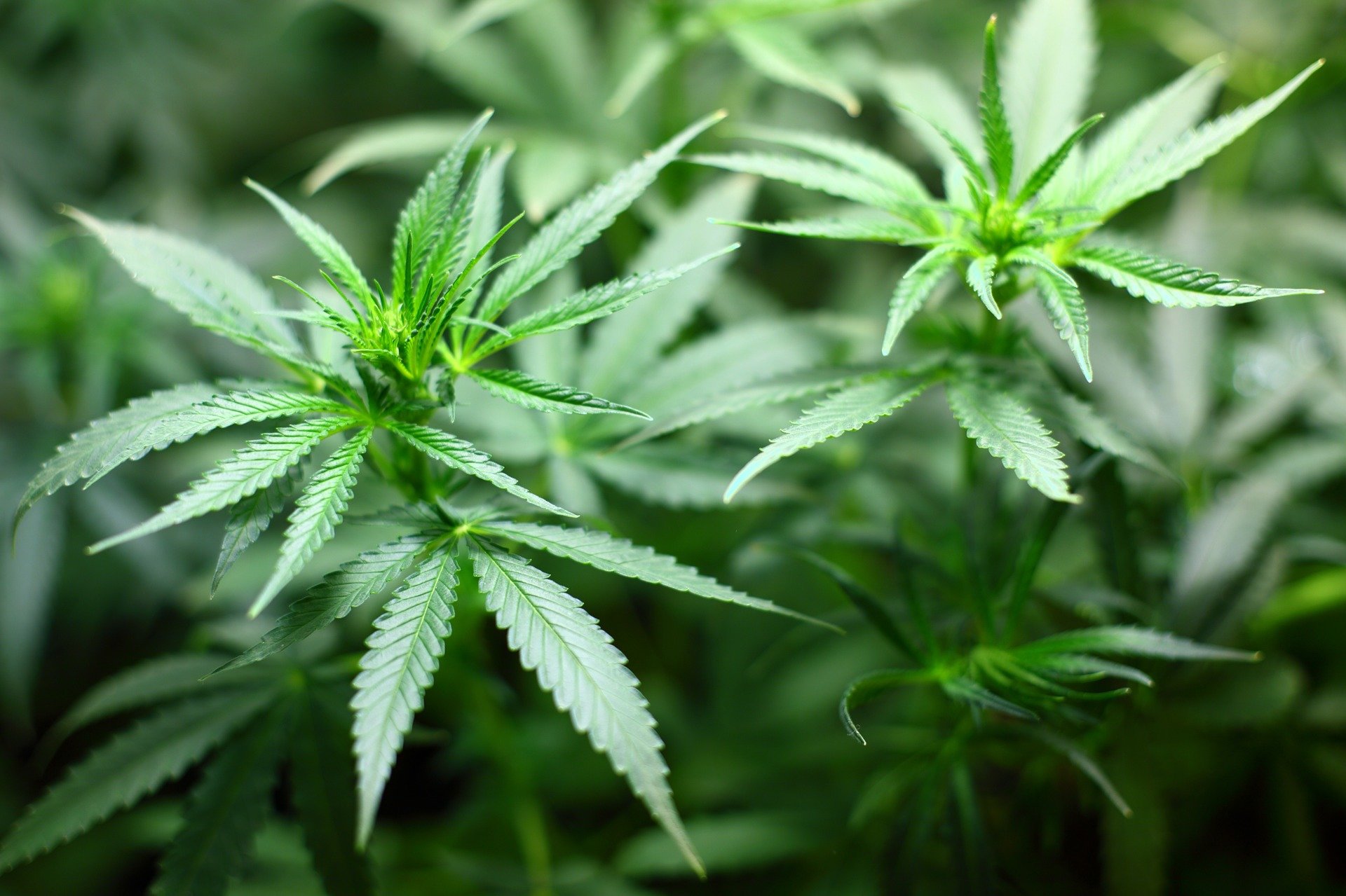 medicalxpress.com
