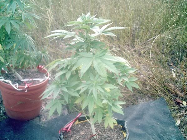 superskunk1sidee20eee20skewed.jpg