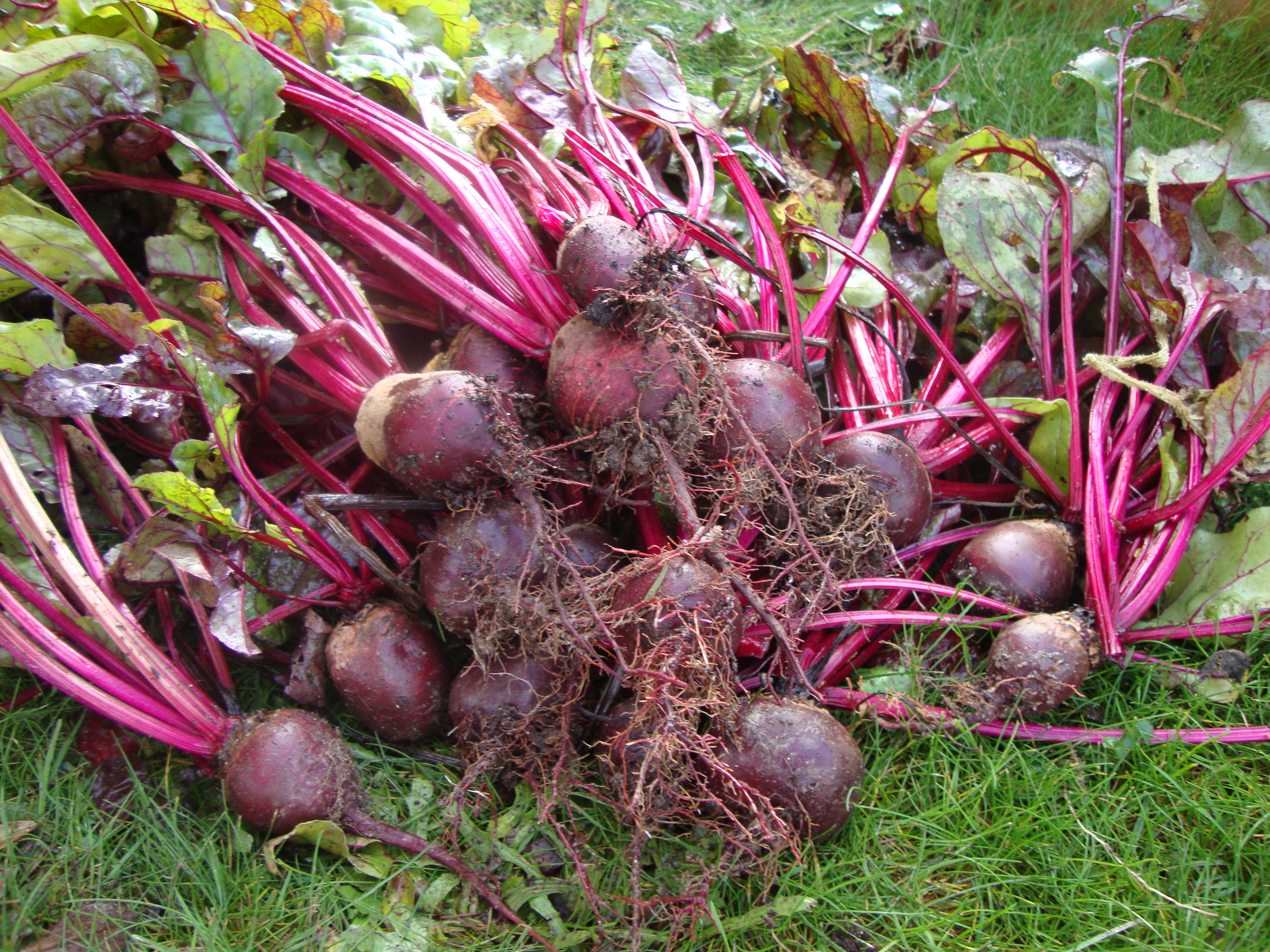 beetroot.jpg