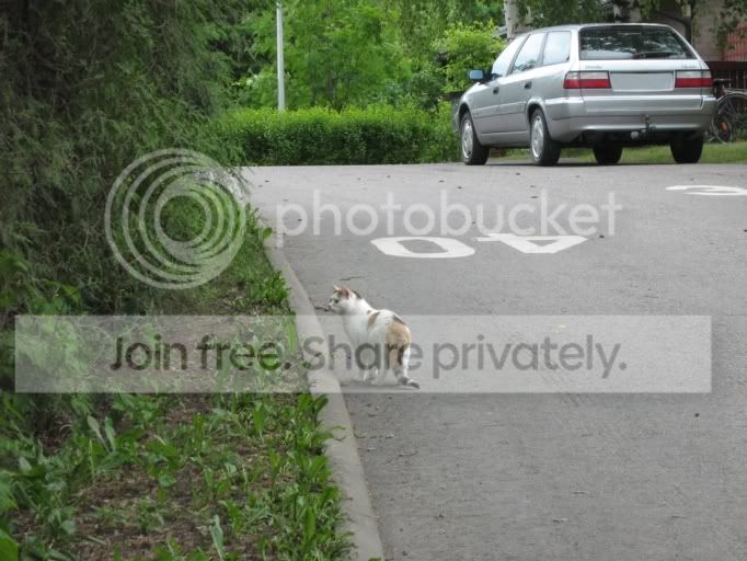 road.jpg