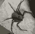 00133892.0001.gif