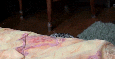 83576788.gif