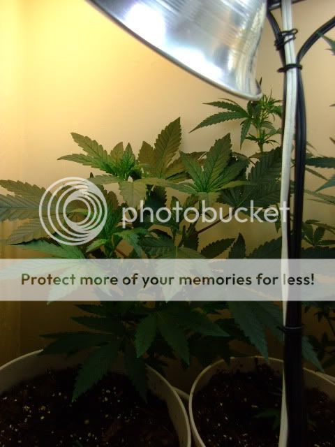 weed050.jpg