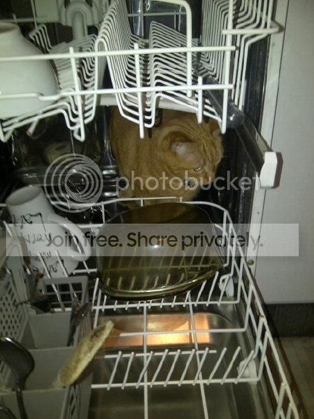ToffeeintheDishwasher-1_zps3273aea8.jpg