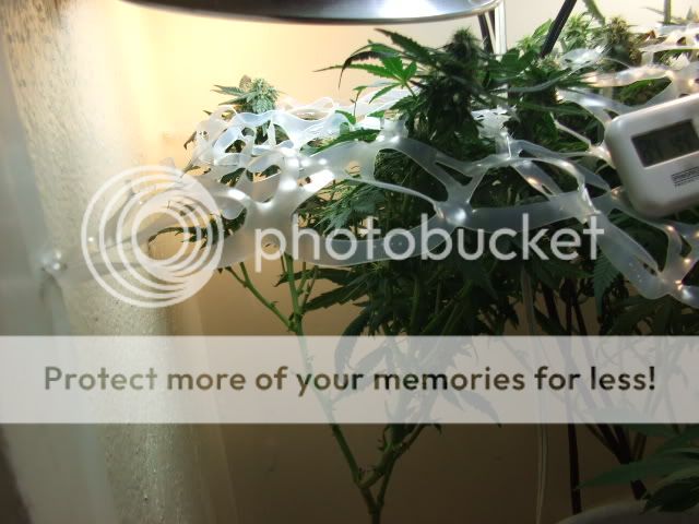 weed085.jpg