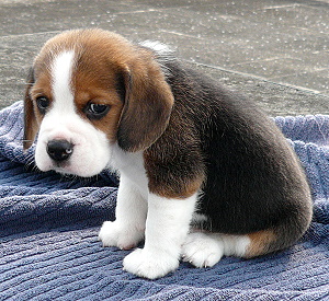 Sad-Puppy.jpg