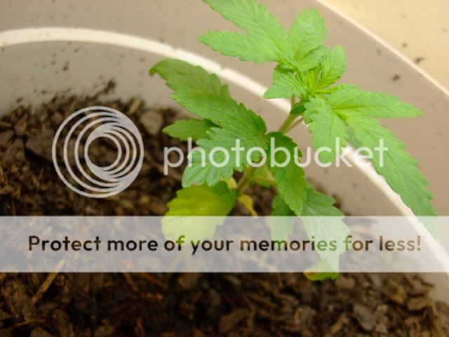 weed022.jpg