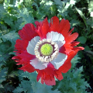 Papaver-somniferum-Danish-Flag-B-T-300x300.jpg