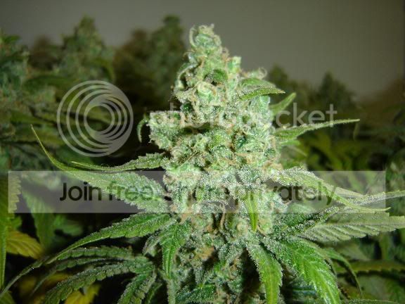 cannibusofdirtyhippies3.jpg
